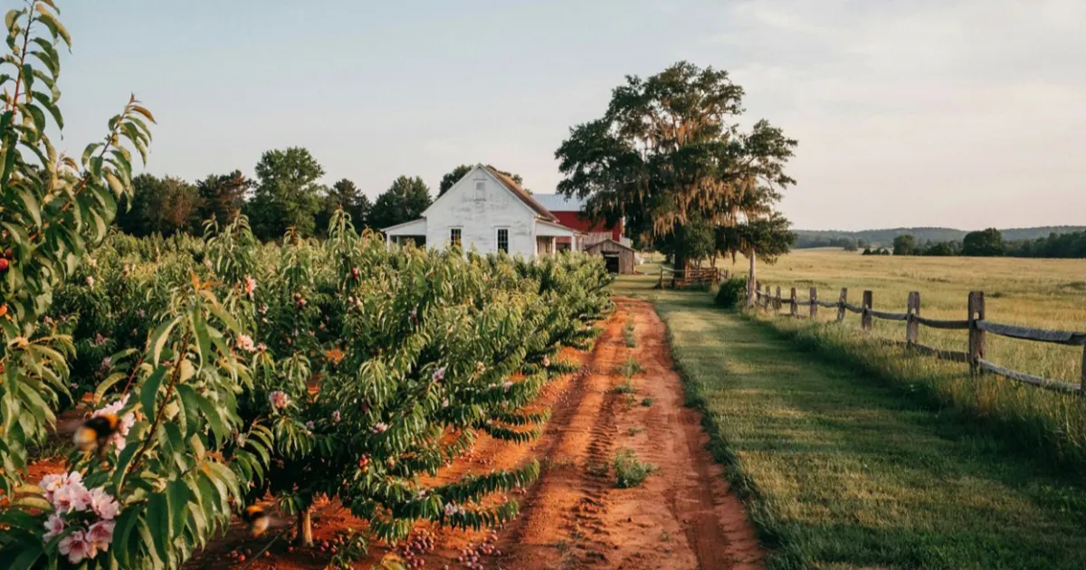 Georgia landscape